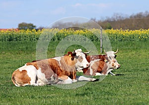 Brown and white colored cows enjoying summer sun and laying on g