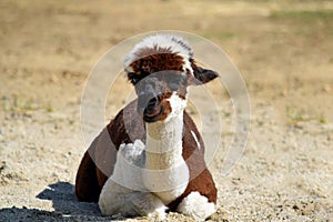 Brown and White Colored Lama Alpaca Lying Down Portrait