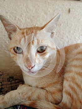 Brown and white colour cat looking at camera closeup photo it& x27;s looking so cute