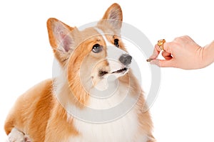 Brown and White Corgi