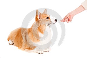 Brown and White Corgi