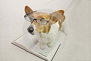 Brown and White corgi with glasses and textbook