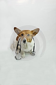 Brown and white corgi with stethoscope