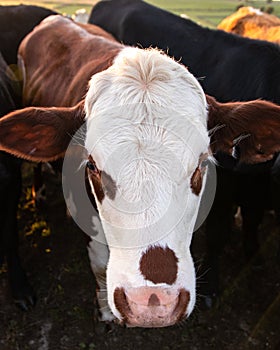 Brown and White cow