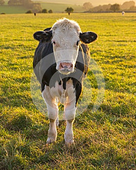 Brown and White cow