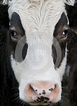 Brown and white Cow, close up