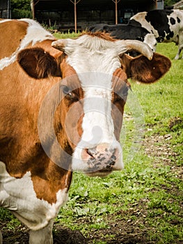 Brown and White Cow Close Up