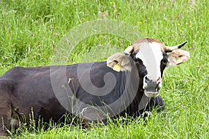 Brown and white Cow on spring meadow