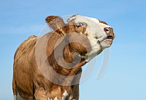 Brown and white cow does moo with stretched neck and mouth open photo