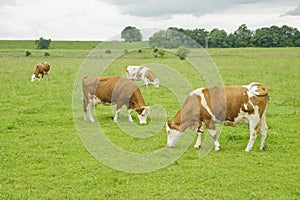 Brown and white cow on farmland.