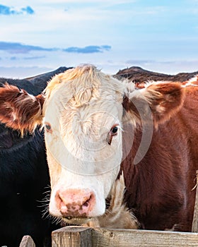 Brown and White cow  in a field