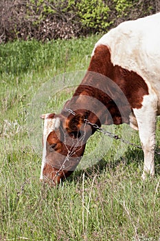 Brown and white cow grazes on a meadow in the village close-up