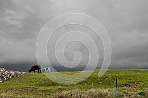 Brown and white cow grazing green fresh grass in a field, Cloudy sky in the background. Mountain area. Agriculture industry.