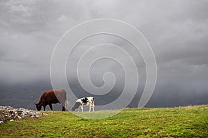 Brown and white cow grazing green fresh grass in a field, Cloudy sky in the background. Mountain area. Agriculture industry.