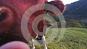 A brown-white cow grazing in the mountains on green mountain meadows close-up into the camera. Carpathian Mountains