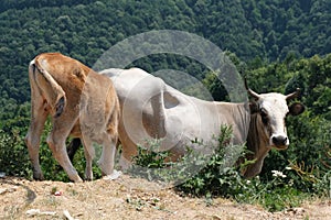 A brown and a white cow in the high grass