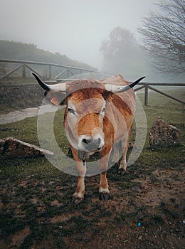 Brown and white cow with horns portrait