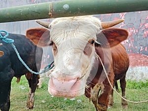 A Brown and White cow looking at the camera