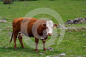 Brown and White Cow in Pasture, Looking at Camera