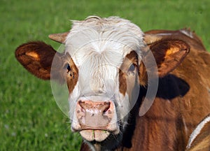 Brown and white cow portrait