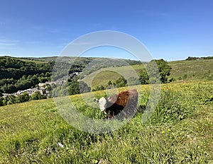 Brown and white cow, relaxing on a sloping meadow near, Todmorden, Yorkshire, UK