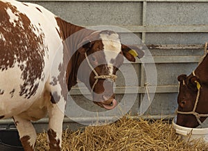 Brown and white cow with a rope harness