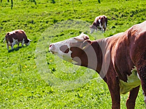 Brown and white cow standing in a lush green pasture, with other cows grazing in the background