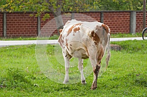 Brown white cow on the street eats green grass.Brown white cow in nature