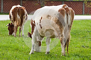 Brown white cow on the street eats green grass.Brown white cow in nature