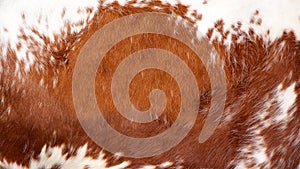 Brown and white cow texture