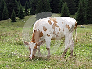 Brown and white cow to pasture GRAZING