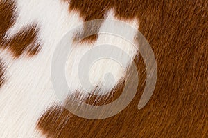Brown and white cowhide photo