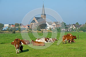 Brown white cows in Dutch meadows