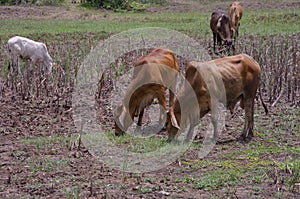 Brown and white cows eat green grass on the ground