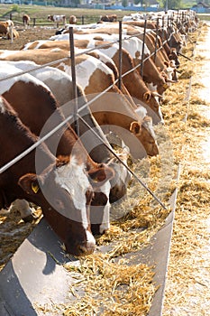 Brown-white cows eating hay