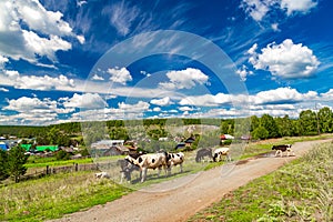 Brown and white cows graze in green grassy meadow near wooden fence and houses in sunlight under cloudy sky among high