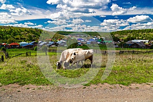 Brown and white cows graze in green grassy meadow near wooden fence and houses in sunlight under low clouds among high