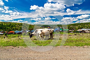 Brown and white cows graze in green grassy meadow near wooden fence and houses in sunlight under low clouds among high