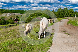 Brown and white cows graze in green grassy meadow near wooden fence and houses in sunlight under low clouds among high