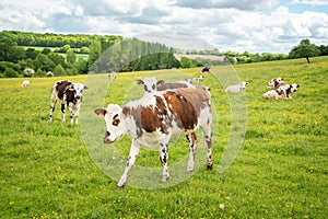 Cows grazing on grassy green field in Perche, France. Summer countryside landscape and pasture for cows