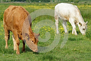 Brown and White Cows in Green Field