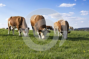 Brown and white cows on pasture