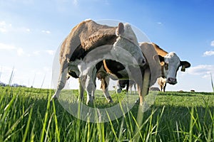 Brown and white cows on pasture