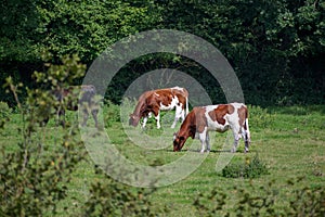 Brown-white cows in the pasture under trees, copy space