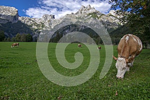 Brown and white cows on pasture, Verfenveng Austrian Alps, beautiful scenery