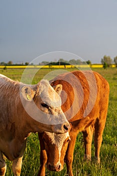 Brown and white cows standing close to eachother in summer pasture in SkÃ¥ne Sweden
