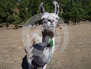 Brown and white curious llama on a dry grass