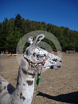 Brown and white curious llama on a dry grass