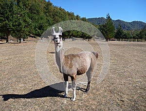 Brown and white curious llama on a dry grass