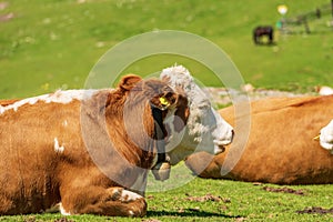 Brown and White Dairy Cow with Cowbell on a Mountain Pasture - Alps Austria